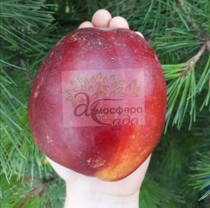 Нектарин Али Топ 